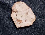 Bechleja inopinata Hou�a, 1957