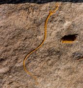 Caleidocrinus multiramus (Waagen et Jahn, 1899)