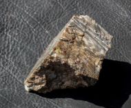 Stromatolith ?Aspetia aff. digitata a (Grey 1984)