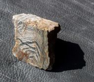Stromatolith ?Aspetia aff. digitata a (Grey 1984)