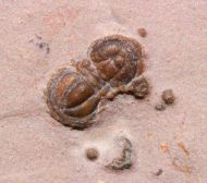 Itagnostus interstrictus (WHITE, 1874)