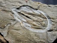 Olenellus terminatus (Palmer, 1998)