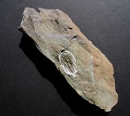 Olenellus terminatus (Palmer, 1998)