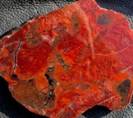 Stromatolith - Collenia undosa Walcott 1916