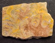 Stromatolith Inzeria tjomusi (Krylov et al.,1963)