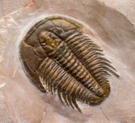 Modocia typicalis (Resser, 1938)