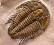 Modocia typicalis (Resser, 1938)