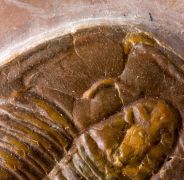 Modocia typicalis (Resser, 1938)