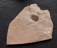 Modocia typicalis (Resser, 1938)