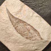 Daphnogene polymorpha (ETTINGSHAUSEN, 1851)