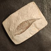 Daphnogene polymorpha (ETTINGSHAUSEN, 1851)