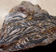 Stromatolte ?Aspetia aff. digitata a (Grey 1984)