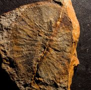 Duslia insignis Jahn, 1893