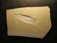 Plesioteuthis prisca RPPEL 1829