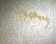 Aeger tipularius OPPEL 1862 (Juv.)