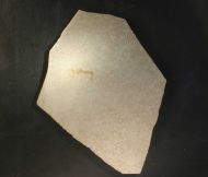 Aeger tipularius OPPEL 1862 (Juv.)