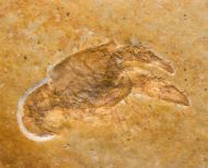 Palaeastacus fuciformis (SCHLOTHEIM )