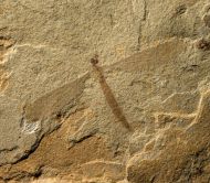 Tipula (Tipula) americanas Kania et al., 2018