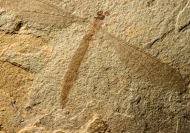 Tipula (Tipula) americanas Kania et al., 2018