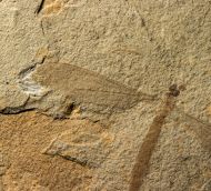 Tipula (Tipula) americanas Kania et al., 2018