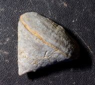 Calceola sandalina (Linne, 1771)