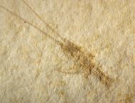 Palinurina sp.