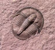 Cedaria minor (WALCOTT, 1916) & Schizambon typicalis Walcott, 1884