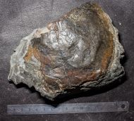 Drepanaspis sp.