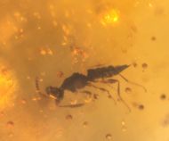 Gerontoformica sp & Coleoptera non det.