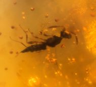 Gerontoformica sp & Coleoptera non det.