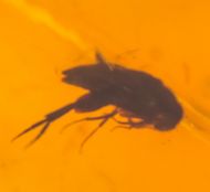 Gerontoformica sp & Coleoptera non det.
