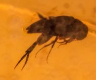 Gerontoformica sp & Coleoptera non det.