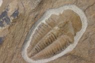 Mexicella robusta Sundberg and McCollum, 2000