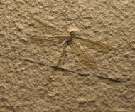 Dragonfly, Tarsophlebia c.f. eximia