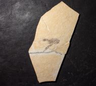 Eryma modestiforme SCHLOTHEIM  1822