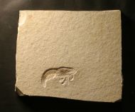 Antrimpos sp.