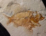 Ctenothrissa vexillifer (Pictet, 1850)