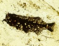 Thaumaturus intermedius Weitzel, 1933