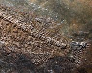 Thaumaturus intermedius Weitzel, 1933