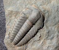 Ellipsocephalus hoffi (Schlotheim, 1823)