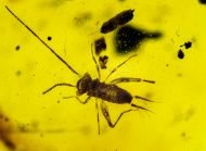 Alienoptera - ?Aethiocarenus burmanicus Poinar & Brown, 2017