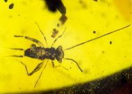 Alienoptera - ?Aethiocarenus burmanicus Poinar & Brown, 2017