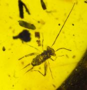 Alienoptera - ?Aethiocarenus burmanicus Poinar & Brown, 2017