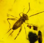 Alienoptera - ?Aethiocarenus burmanicus Poinar & Brown, 2017