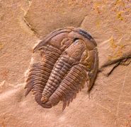 Modocia typicalis (Resser, 1938)