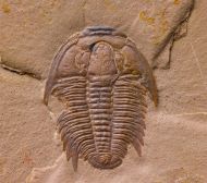 Modocia typicalis (Resser, 1938)