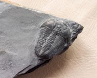 Elrathia kingi (Meek 1870)