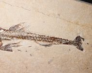 Eurypholis boissieri (Pictet, 1831)