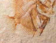 Pycnosteroides levispinosus (HAY, 1903)