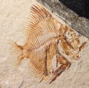 Pycnosteroides levispinosus (HAY, 1903)